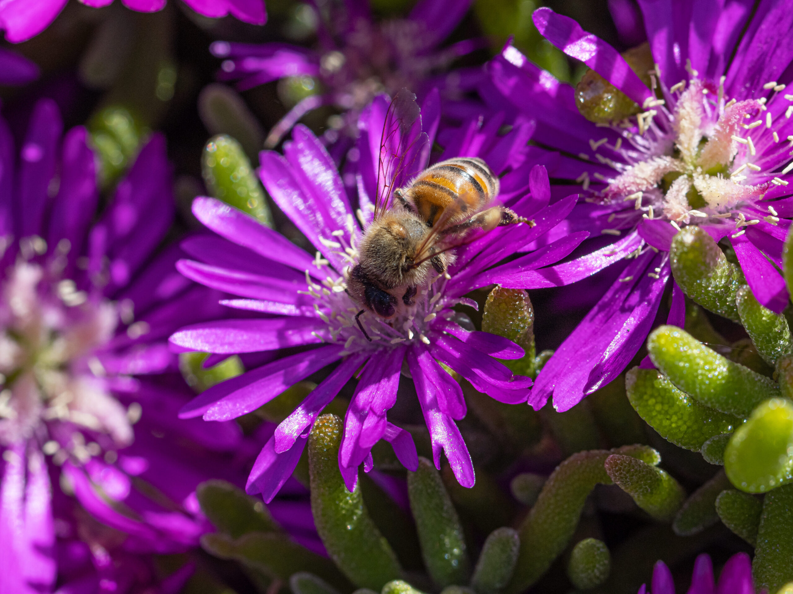 A yellow colored honeybee is on top of a purple flower. The head of the honeybee is at the center of the flower, where all of the nectar and pollen is located.