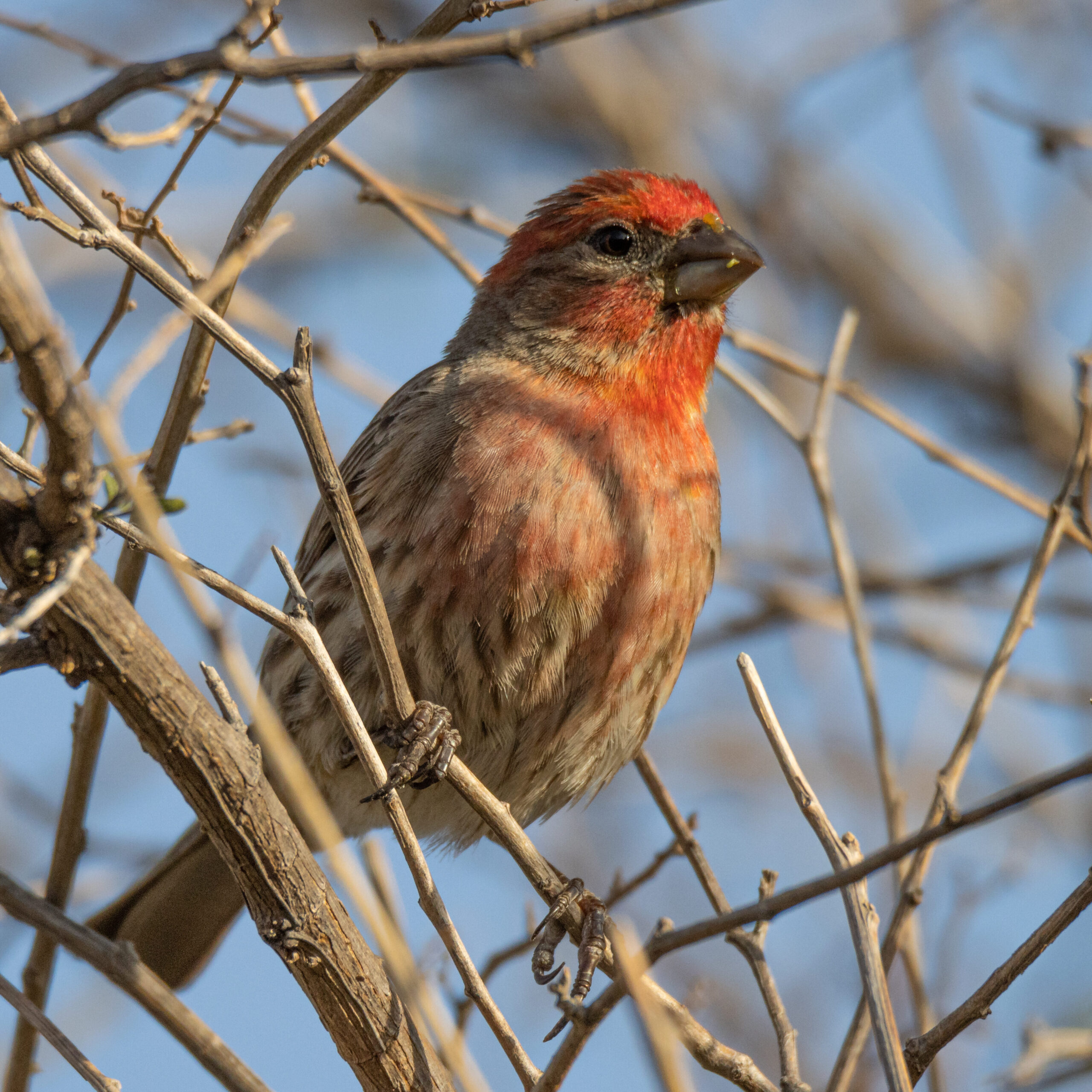 A vibrant male House Finch with red coloration on its face, throat, and chest is perched on a tree with no leaves. The color has a hint of gold, indicating the photo was taken during golden hour, as the sun was rising in the morning.