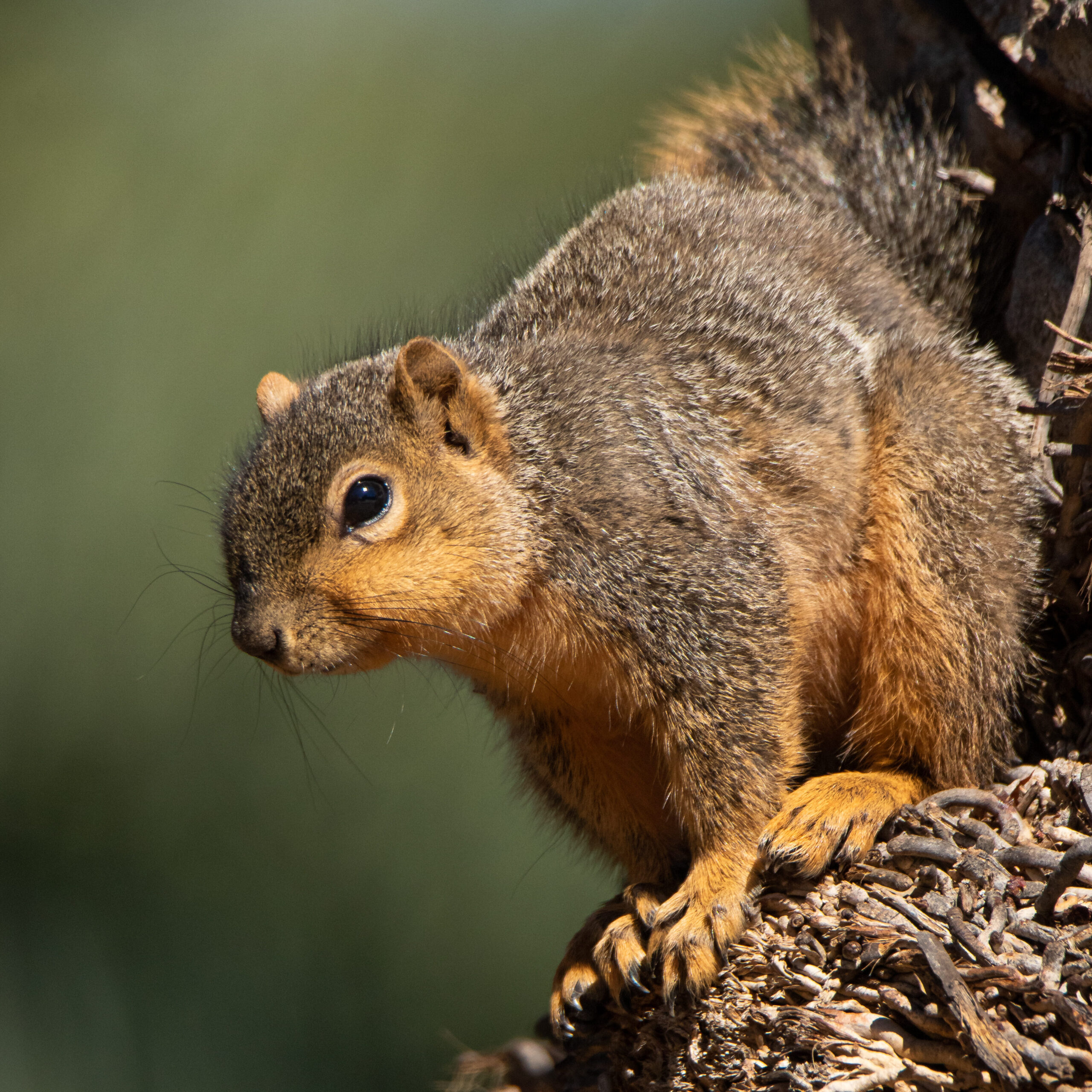 A squirrel sits on the side of a tree. The squirrel has orange coloration on its ears, face, chest, belly, feet, and underside of its tail. The squirrel has a speckled grey coloration along its nose, forehead, back, exterior parts of its limbs, and top portion of its tail.