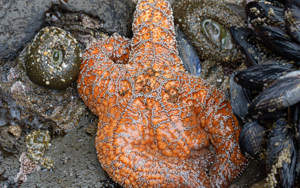 Traversing Tidepools: Gateway to Intertidal Species