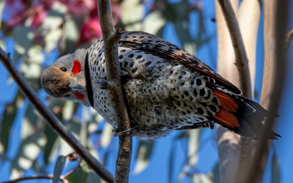 Backyard Birding and the Basics: Gateway to Avian Species